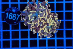 Euphyllia paraancora