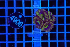 Acanthastrea lordhowensis