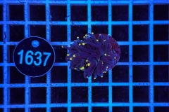 Euphyllia glabrescens