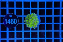 Euphyllia paradivisa