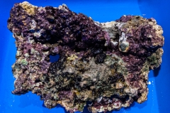 Lebendgestein Indonesien