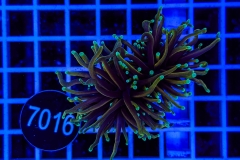 Euphyllia glabrescens