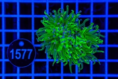 Euphyllia glabrescens