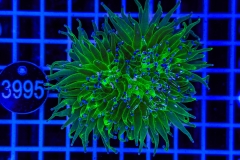 Euphyllia glabrescens