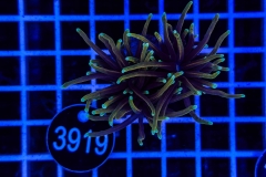 Euphyllia glabrescens