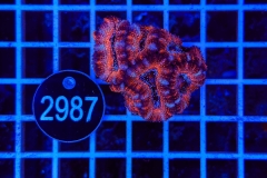 Acanthastrea lordhowensis