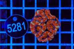 Acanthastrea lordhowensis