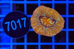 Acanthastrea bowerbanki