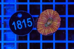 Acanthastrea bowerbanki