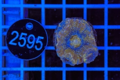 Acanthastrea bowerbanki