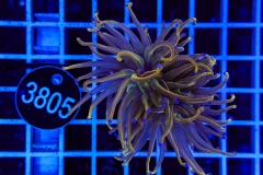 Euphyllia glabrescens