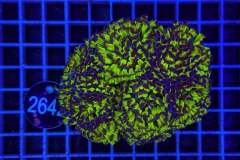 Euphyllia paraancora