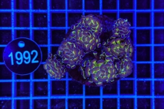 Euphyllia paraancora