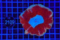 Scolymia/Acanthophyllia