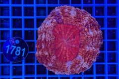 Scolymia/Acanthophyllia