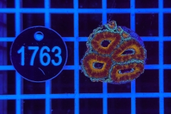 Acanthastrea lordhowensis Rainbow