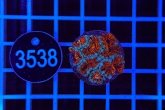 Acanthastrea lordhowensis