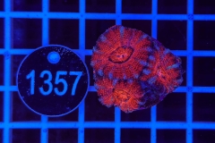 Acanthastrea lordhowensis