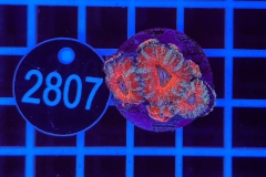 Acanthastrea lordhowensis