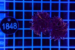 Euphyllia glabrescens