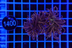 Euphyllia glabrescens