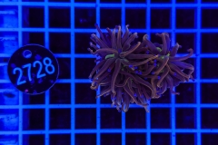 Euphyllia glabrescens