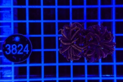 Euphyllia glabrescens