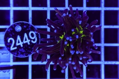 Euphyllia glabrescens