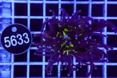 Euphyllia glabrescens