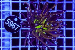 Euphyllia glabrescens