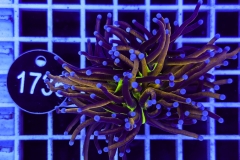 Euphyllia glabrescens