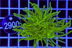 Euphyllia glabrescens Holy Grail