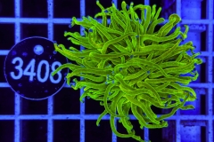 Euphyllia glabrescens Holy Grail