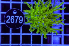 Euphyllia glabrescens Holy Grail