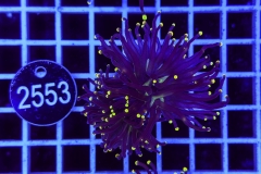 Euphyllia glabrescens