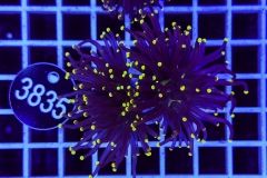 Euphyllia glabrescens