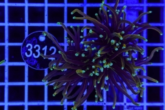 Euphyllia glabrescens