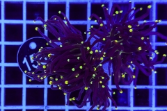 Euphyllia glabrescens