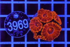 Acanthastrea lordhowensis