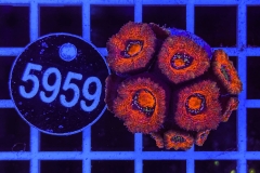 Acanthastrea lordhowensis