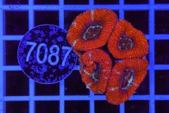 Acanthastrea lordhowensis