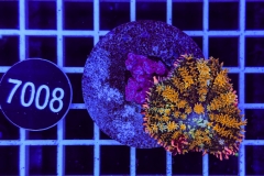 Rhodactis Frankenstein