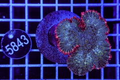 Rhodactis Frankenstein