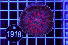 Rhodactis Frankenstein