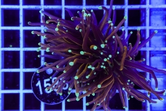 Euphyllia glabrescens