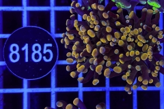 Euphyllia paraancora