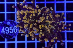 Euphyllia paraancora