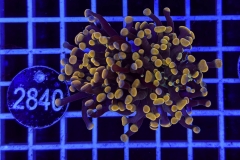 Euphyllia paraancora