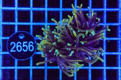 Euphyllia glabrescens