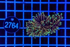 Euphyllia glabrescens